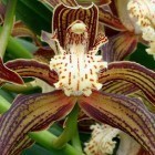 Cymbidium tracyanum